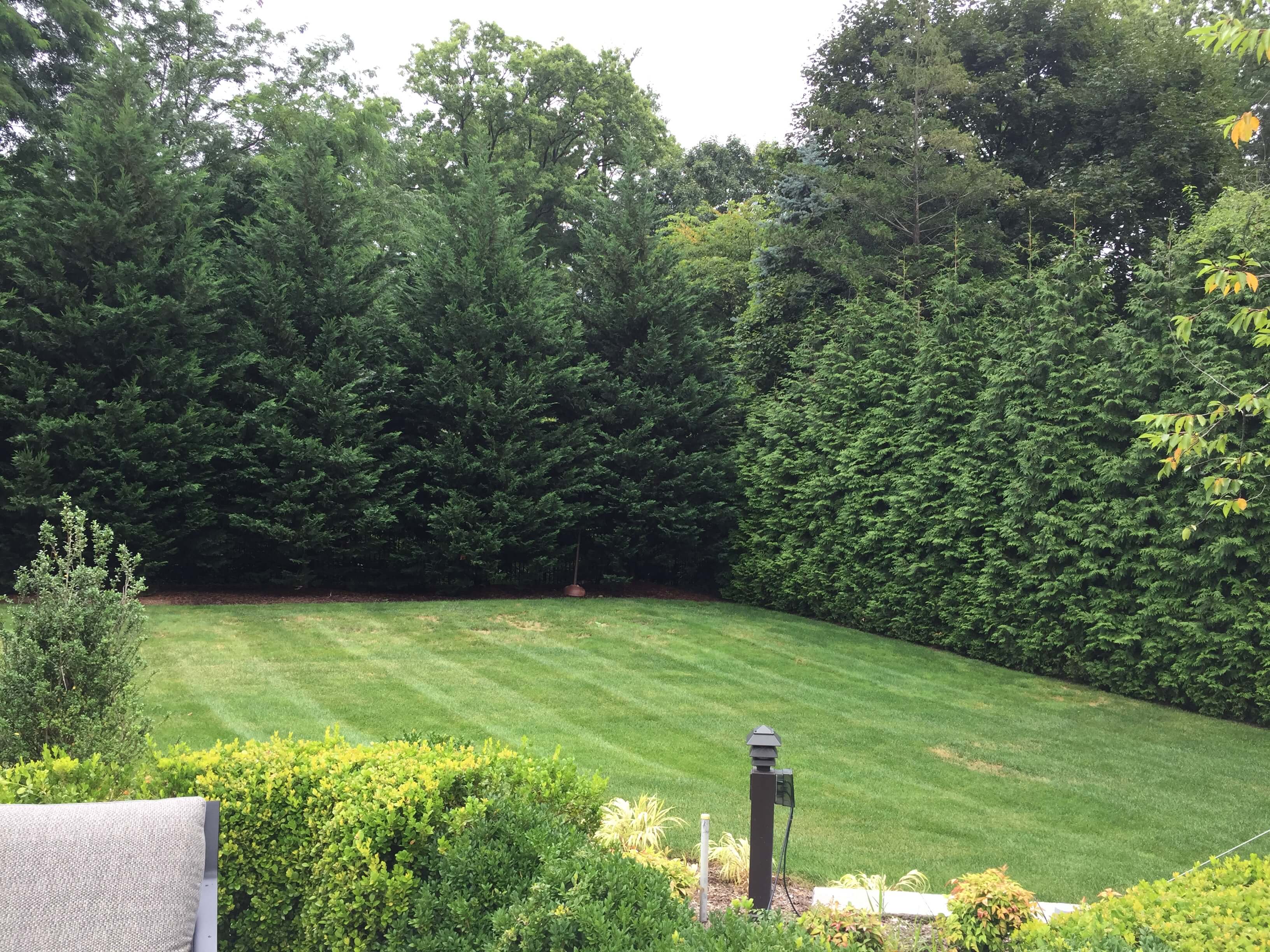 evergreen hedges in nj